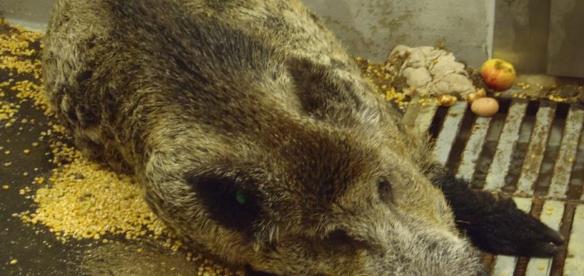 Infoveranstaltung am 06. November 2017: Afrikanische Schweinepest – Information und Vorbeugung
